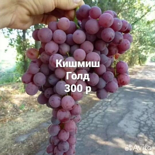 Виноград киш миш