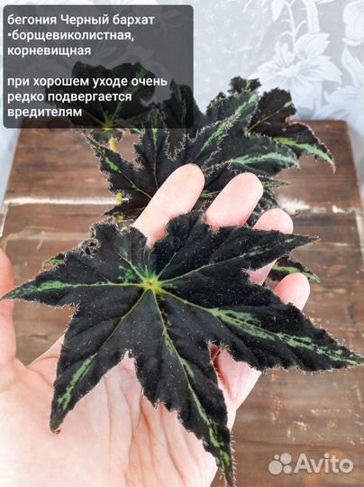 Бегония борщевиколистная Доставка