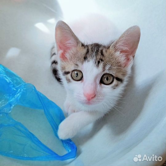 Белый котенок девочка ищет дом