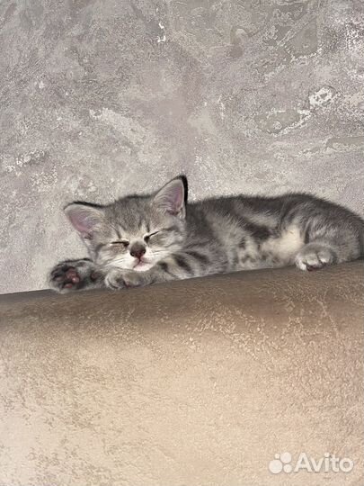 Котенок