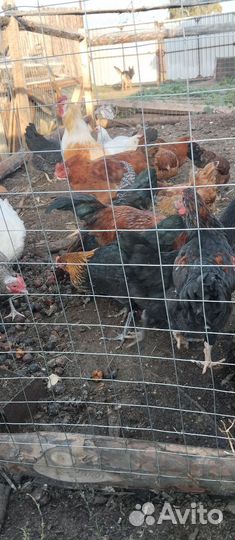 Куры несушки молодки