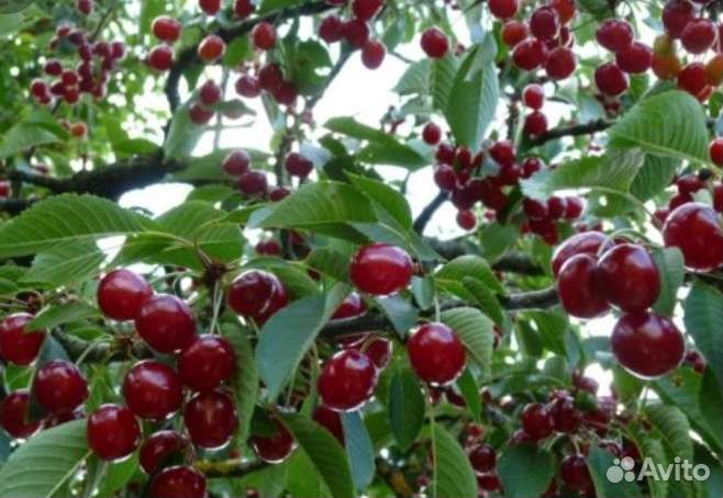 Саженцы яблони, груши, вишни, черешни, черевишни