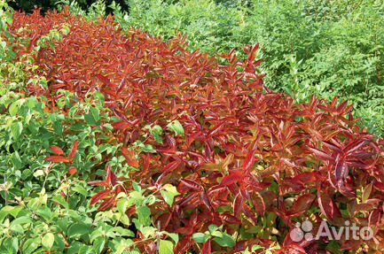 Вейгела цветущая Вингс оф Файер - Wings of Fire