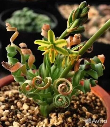 Редкая экзотика Оптовые редких суккулентов из Азии