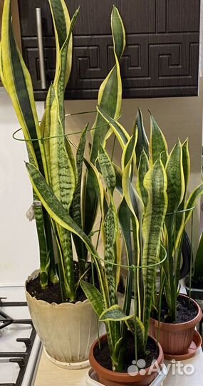 Сансевиерия 4сорта