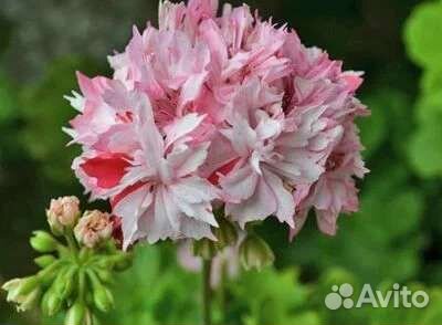 Пеларгонии звёздчатые и плющелистные