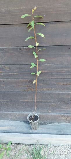 Спирея иволистная