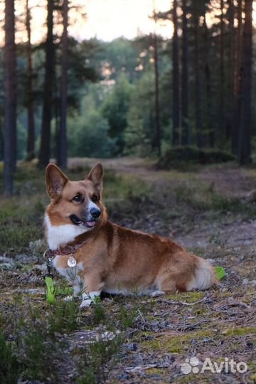 Вельш Корги Кардиган(Вязка)