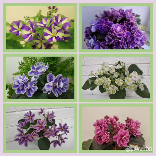 Фиалки сортовые