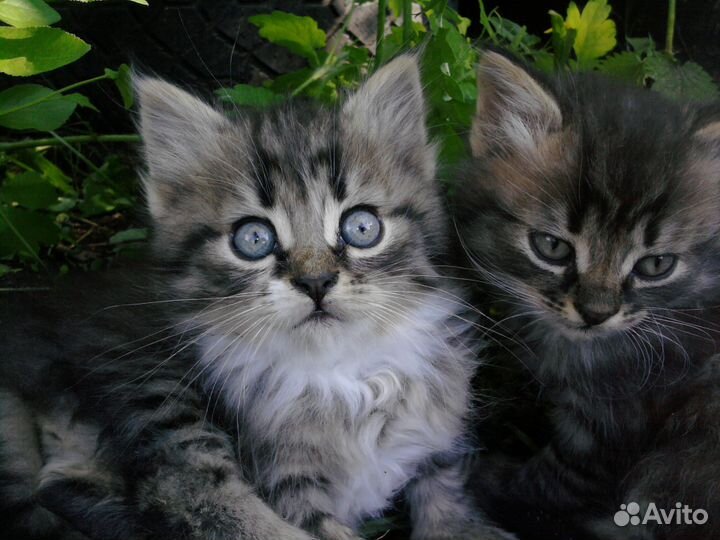 Котенок