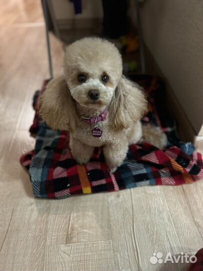 Карликовый пудель вязка
