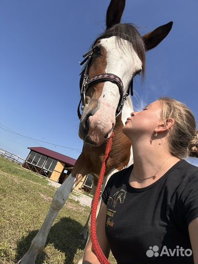 Лошадь кобыла