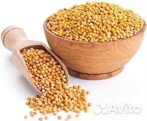 Сидераты : горчица, фацелия, рожь, овес