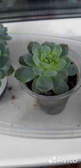 Суккуленты