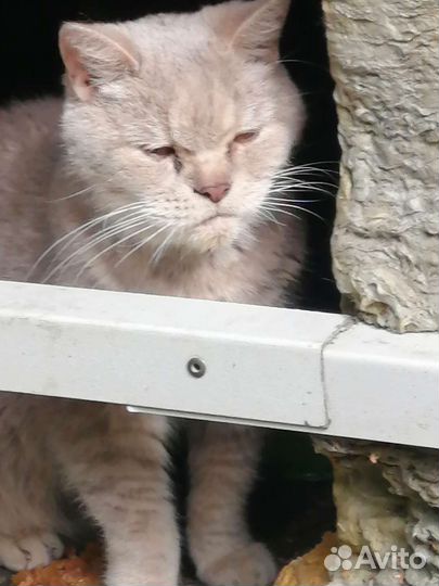 Кошка в дар бесплатно