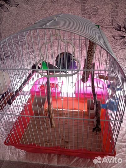 Зебровые амадины