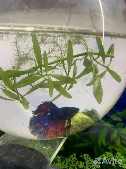 Аквариумные рыбки петушок