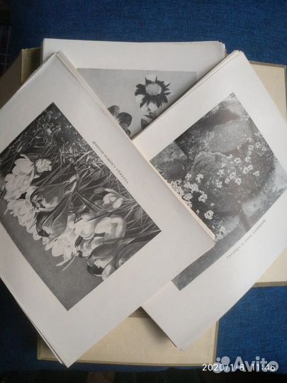 Сборники, альбом цветов и репродукций Лукаса Крана