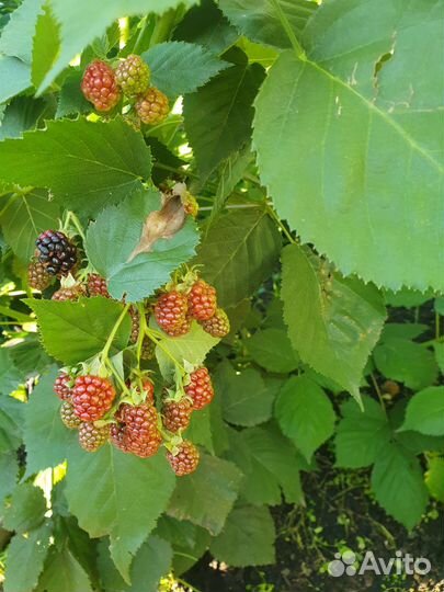 Саженцы ежевики