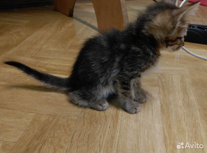 Котенок ищет любящий дом