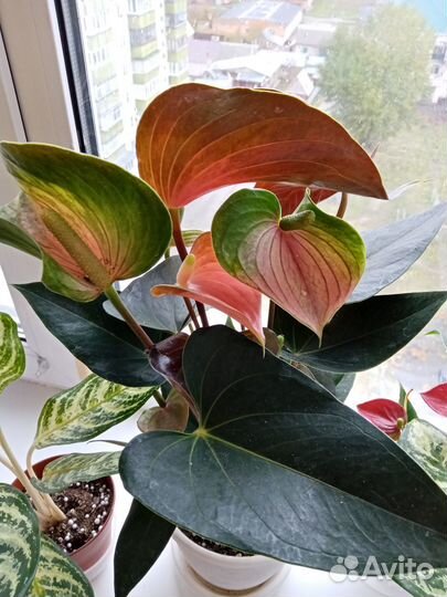 Комнатные растения цветы