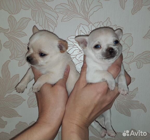 Чихуахуа щенки