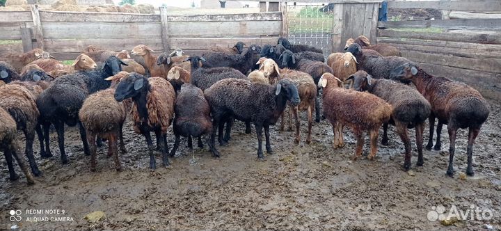 Курдючные бараны овцы, ярки