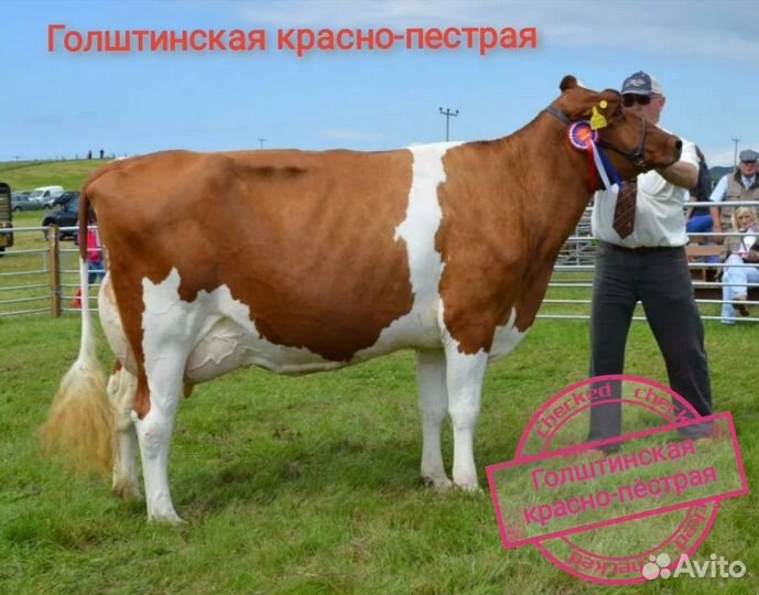 Искусственное осеменение коров и телок