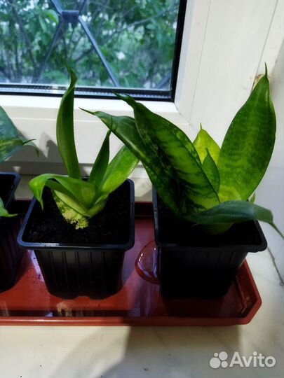 Сансевиерия ханни растение в горшочке