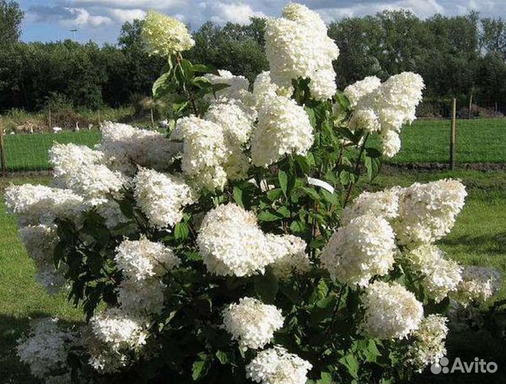 Гортензия метельчатая Сильвер Доллар