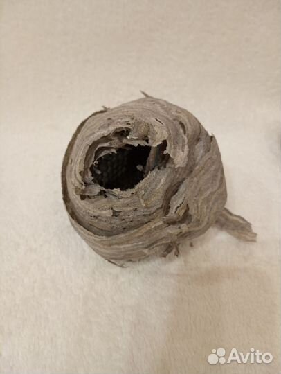 Осиное гнездо