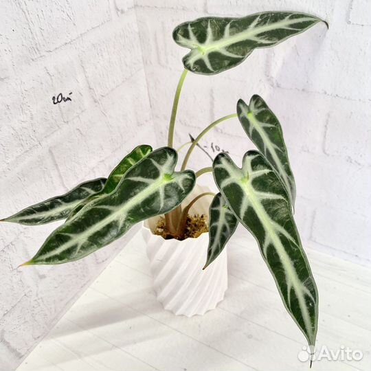 Алоказия бамбино