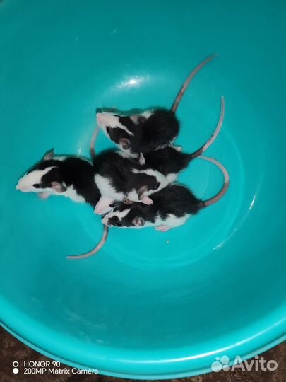 Крыски Хаски