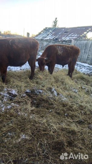 Крс малодняк. Овцы