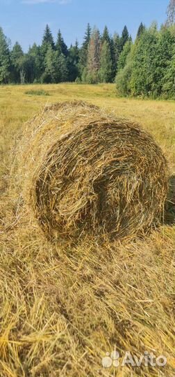 Солома ржи в рулонах