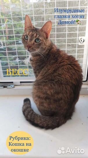 Кошечка в добрые руки