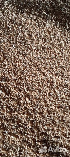 Яровая пшеница