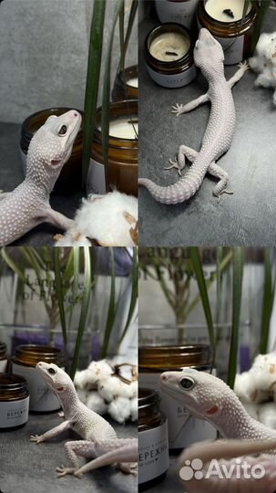 Эублефар малыши, подростки, взрослые