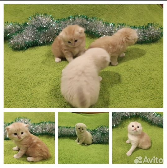 Вязка британец