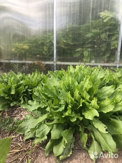 Саженцы садового щавеля