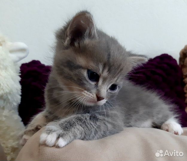 Котята в добрые руки приучены к лотку