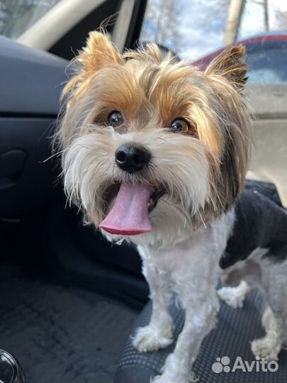 Бивер йорк вязка