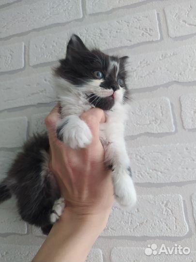Кошка и котятки
