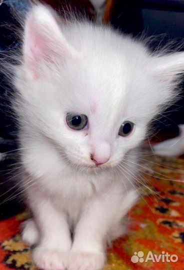 Котята в добрые руки бесплатно