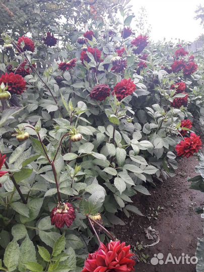 Георгин (клубни)