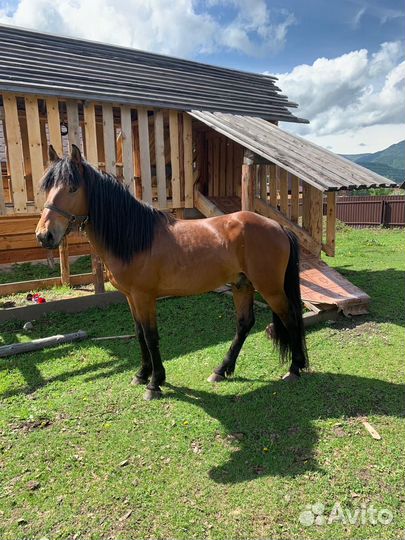 Продам жеребца