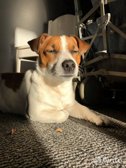 Вязка. Джек Рассел терьер. Чемпион. Кобель. Случка