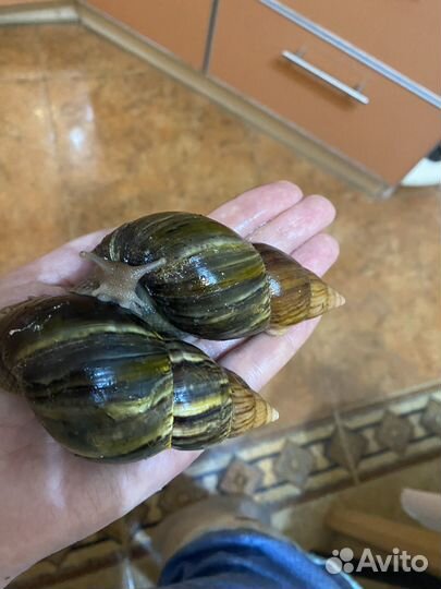 Продам улиток