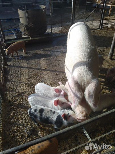 Поросята ландрас дюрок