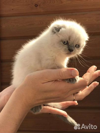 Шотландские котята,вислоушки и прямоушки